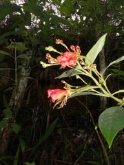 Kohleria trianae