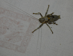 Thyreonotus bidens