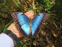 Morpho helenor peleides