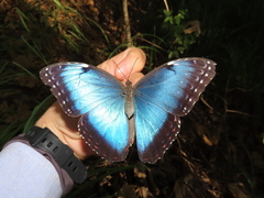 Morpho helenor peleides