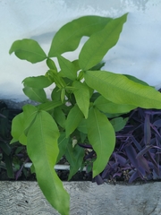 Melicoccus bijugatus