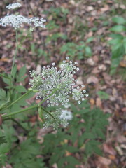 Ostericum sieboldii