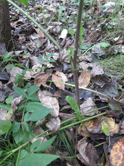 Ostericum sieboldii