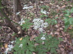 Ostericum sieboldii
