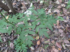 Ostericum sieboldii