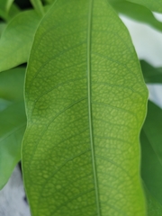 Melicoccus bijugatus