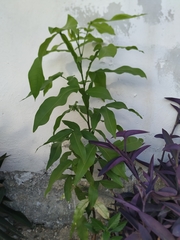 Melicoccus bijugatus