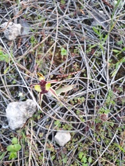 Caladenia conferta