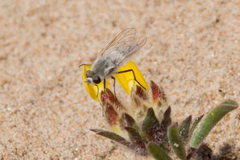 Acrosathe annulata