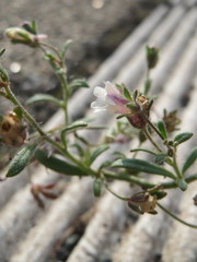 Chaenorhinum minus
