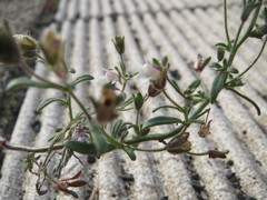 Chaenorhinum minus