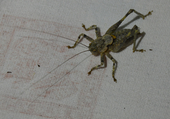 Thyreonotus bidens