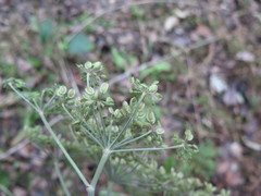 Angelica anomala