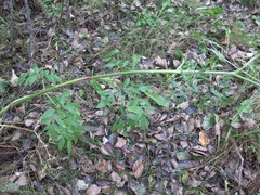 Angelica anomala