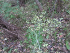 Angelica anomala