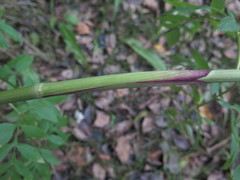 Angelica anomala