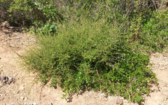 Ceanothus foliosus foliosus