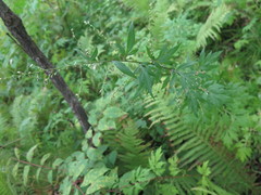 Artemisia sylvatica