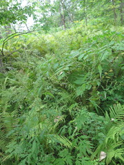 Artemisia sylvatica