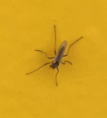 Nematocera