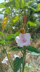Ipomoea carnea fistulosa