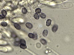 Melanoleuca griseobrunnea