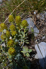 Teucrium aureum