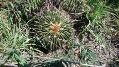 Echinofossulocactus crispatus