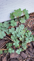 Oxalis corniculata