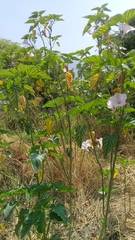 Ipomoea carnea fistulosa