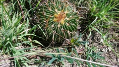 Echinofossulocactus crispatus