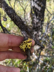 Vulpicida canadensis