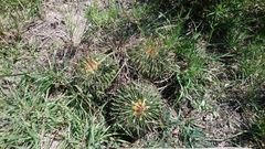 Echinofossulocactus crispatus