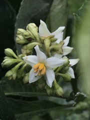Solanum oblongifolium