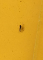 Pterygota
