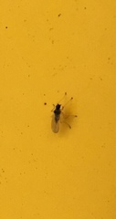 Pterygota