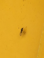 Pterygota