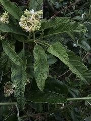 Solanum oblongifolium