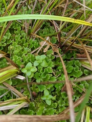 Marchantia polymorpha montivagans