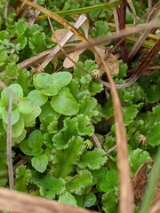 Marchantia polymorpha montivagans