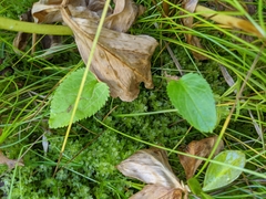 Packera pseudaurea