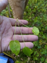 Packera pseudaurea