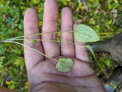 Packera pseudaurea