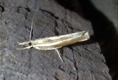 Fissicrambus profanellus