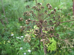 Angelica dahurica