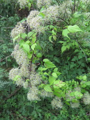 Clematis brevicaudata