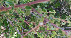 Ceanothus foliosus foliosus