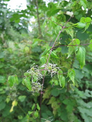 Clematis brevicaudata