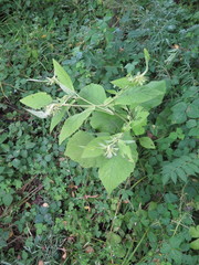 Carpesium macrocephalum