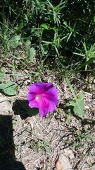 Ipomoea decasperma